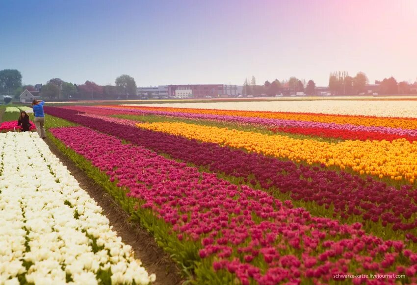Где находится тюльпановое поле. Поле тюльпанов. Поля тюльпанов в Голландии. Голландия тюльпаны. Ферма тюльпанов.