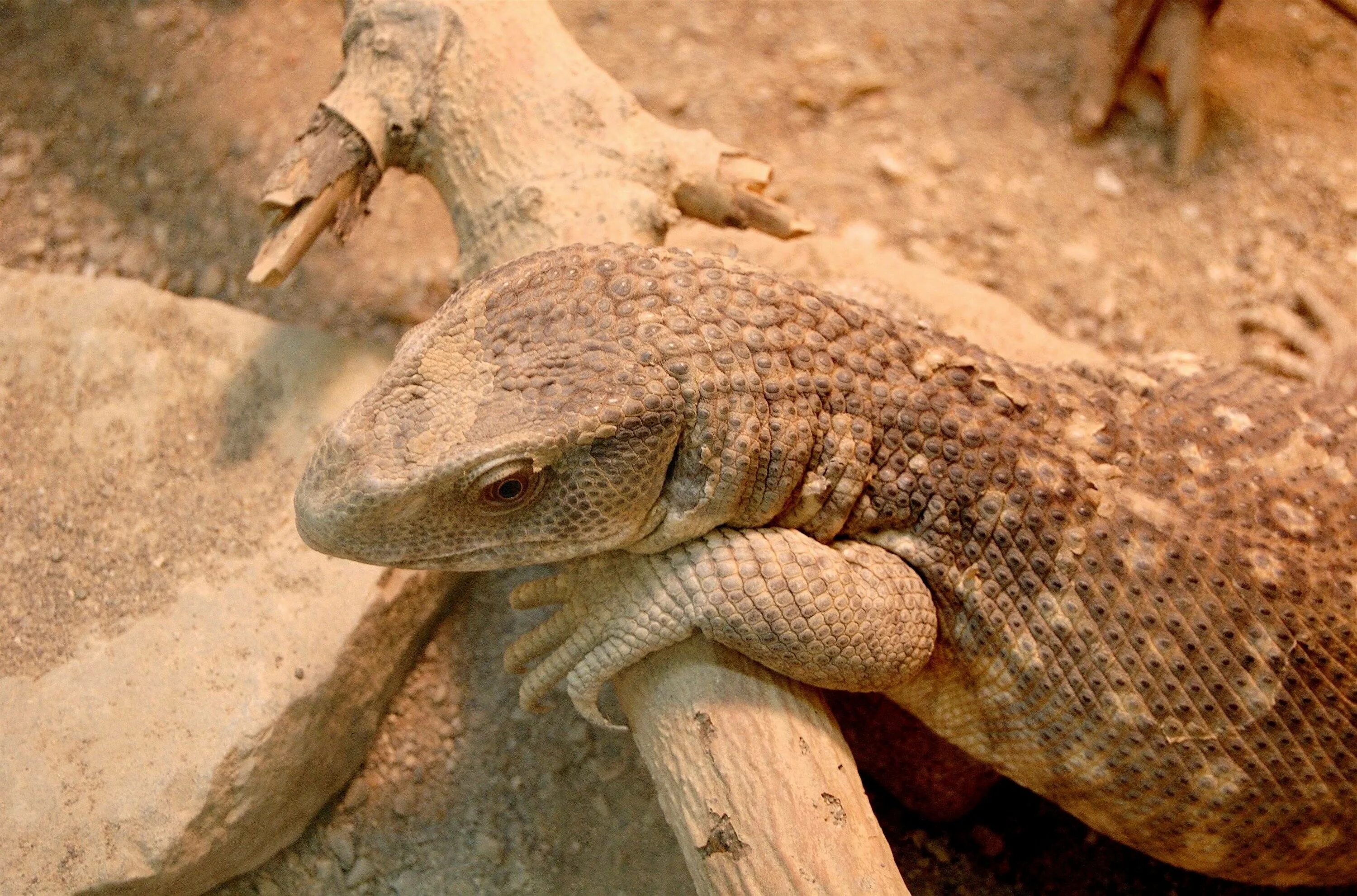 Капский степной варан. Капский варан маленький. Капский варан. Степной варан. Маленький степной варан.