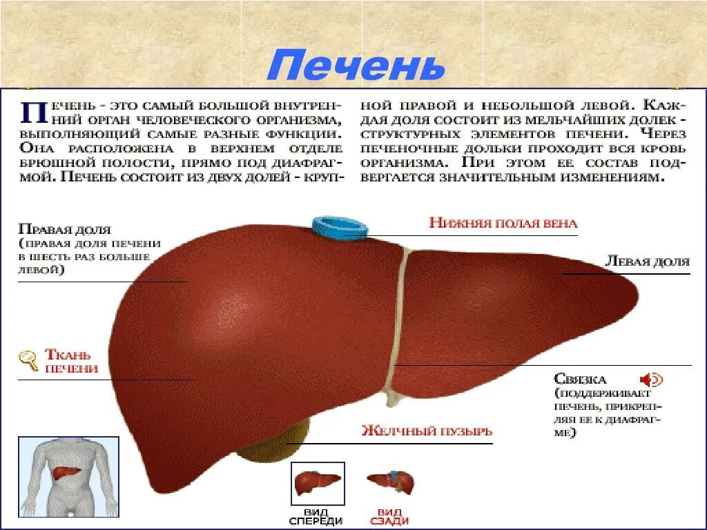 Левая печень увеличена. Рассказ про печень. Какого цвета печень у человека. Интересные факты о печени.