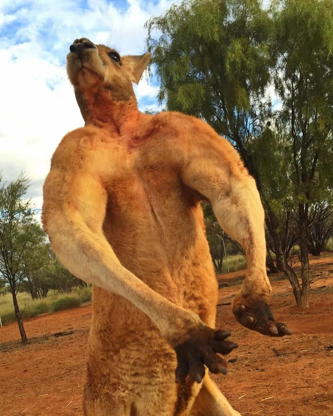 Накаченный кенгуру Роджер. Самый мускулистый кенгуру Роджер. Самый накаченный кенгуру в мире Роджер. Какая сильный зверь