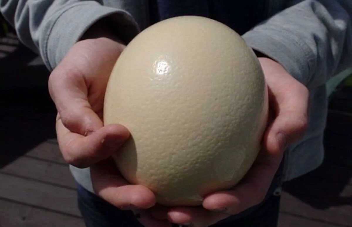 Яйца гудят. Яйцо страуса. Большие куриные яйца. Самое большое яйцо. Страусиное яйцо на Пасху.