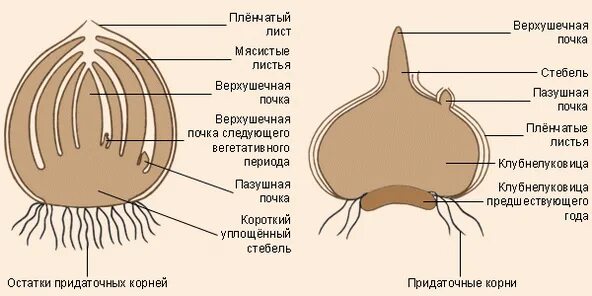 Какие листья у луковицы