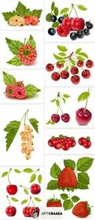 Нарисованные картинки ягод