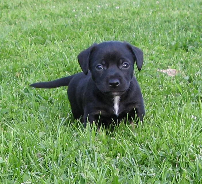 джек рассел черный. чихуахуа стандарт гладкошерстные черные. джек рассел терьер чер. терьеры черного окраса. джек-рассел-терьер черный щенок.