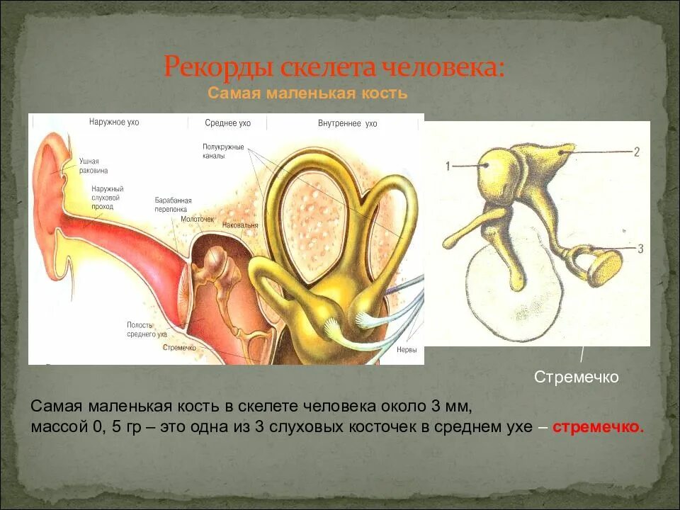 Где находится самый маленький кости