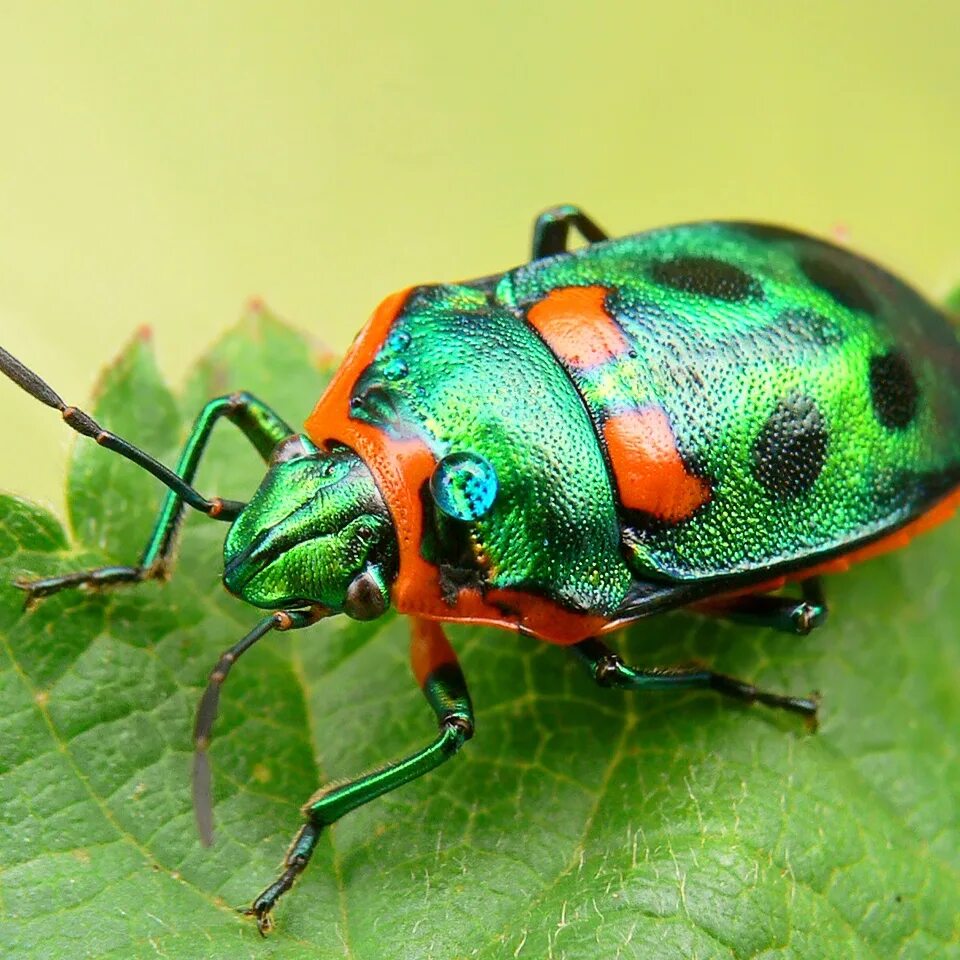 Меню с прикольными названиями. Безумный эмейзинг. Bugs are cool. Weird bug. Amazing crazy.