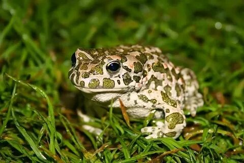 Bufo viridis жаба