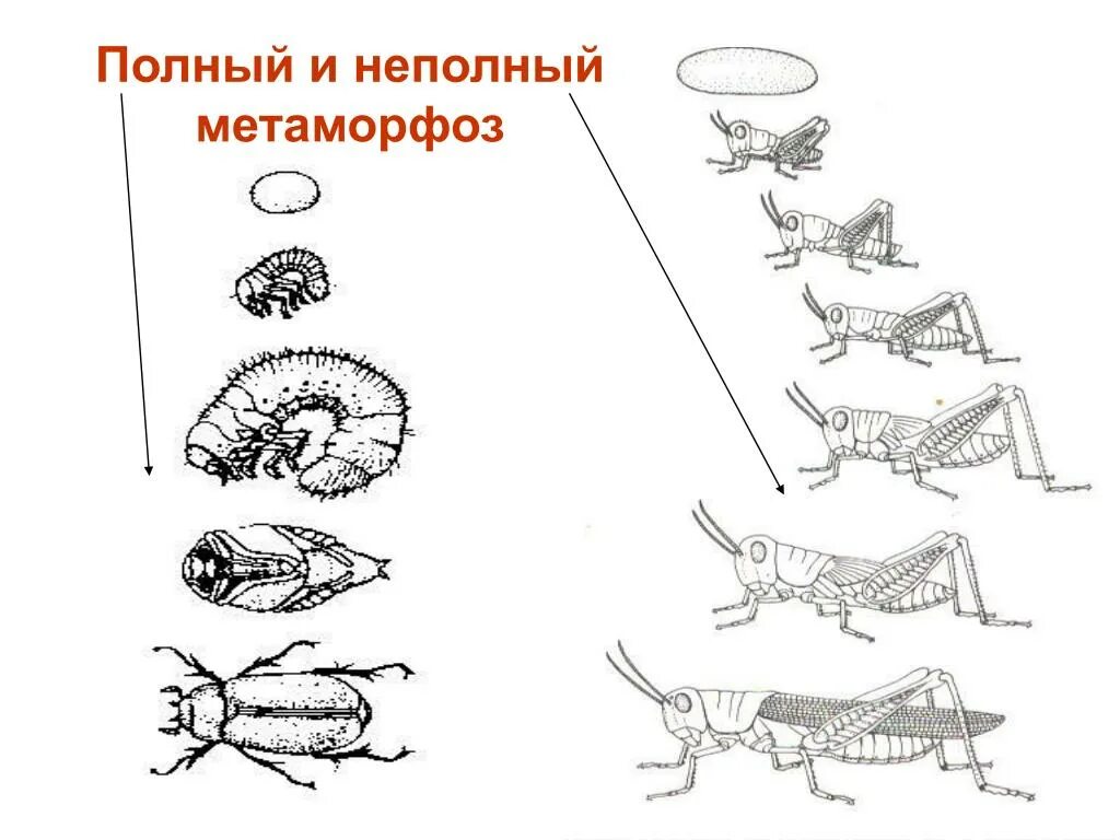 Прямое развитие членистоногих