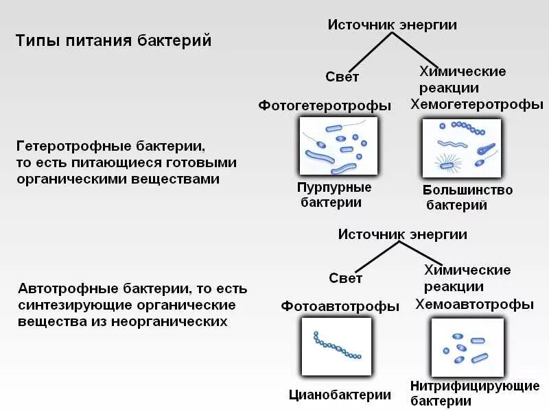 Автотрофные прокариоты