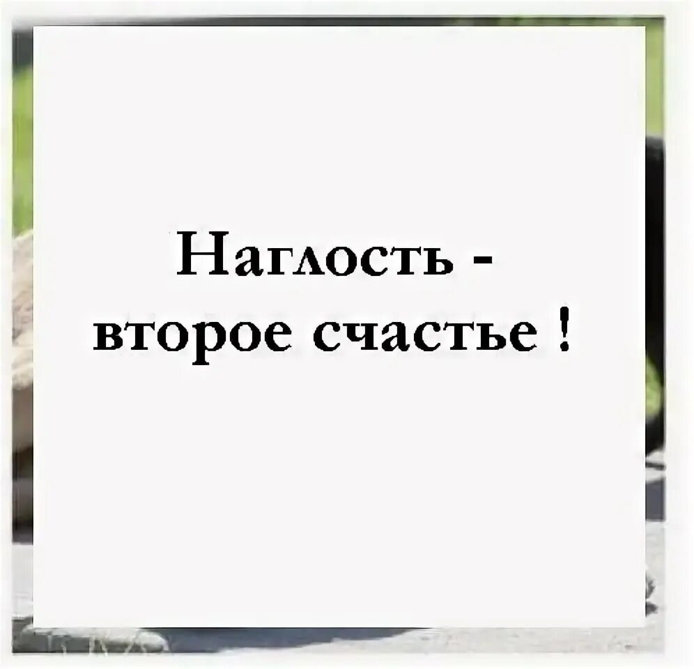 Наглость-второе счастье цитаты. Наглость второе счастье. Наглость второе счастье а первое я. Лисица афоризмы. Второе счастье 2.