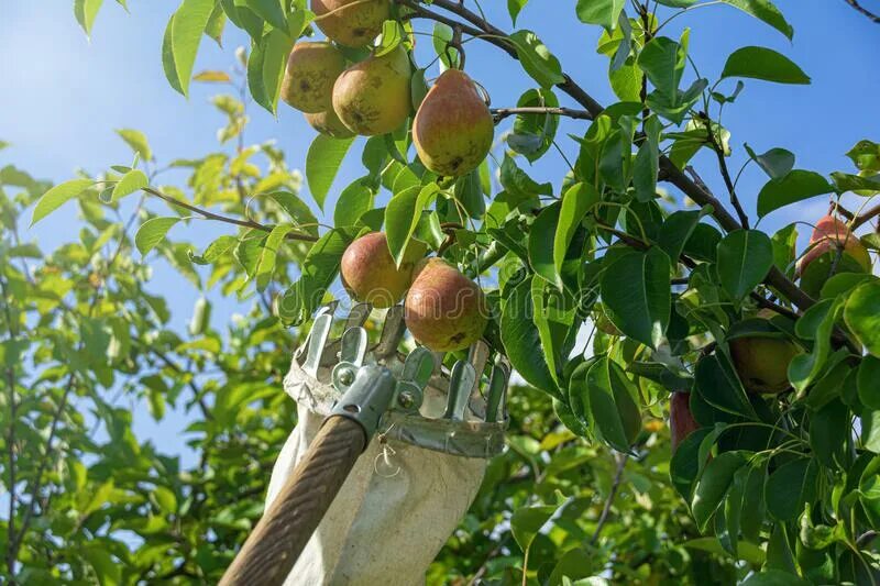 Сон груши спелые на дереве. Откуда собирают груш. Груша на дереве кусать е. Сон собирать груши с дерева. Осенняя груша спелая на ветке.