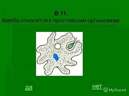 Одноклеточная амеба каждые 3 часа делится