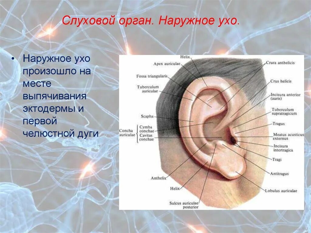 Характеристика уха человека. Строение наружного уха. Структура наружного уха. Ухо строение внешнее.