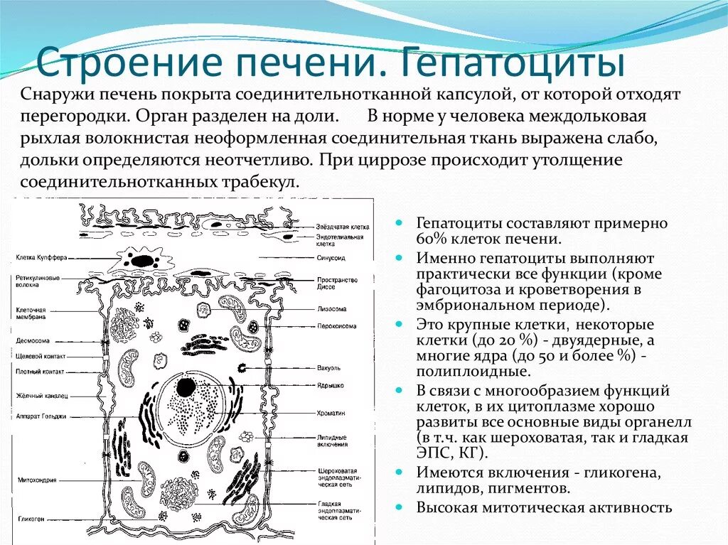 Клетки печени называются. Гепатоцит строение гистология. Строение гепатоцитов печени. Строение гепатоцита печени гистология. Строение гепатоцитов гистология.