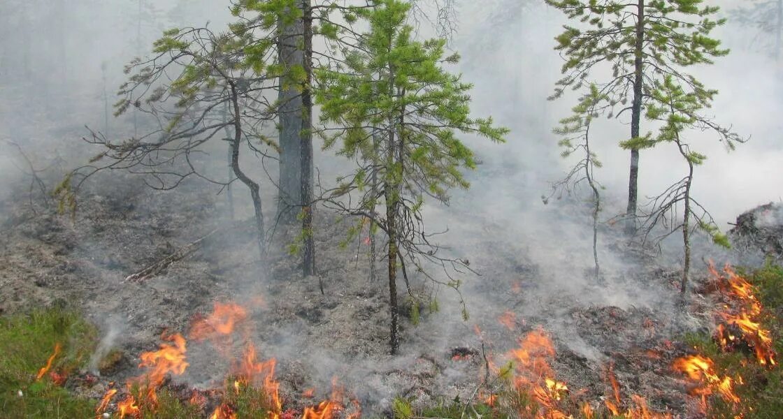 Хвойный пожар. Лесные пожары в Архангельской области. Хвойные пожары. Горит лес в Архангельской области. Сильные Лесные пожары в Архангельске.