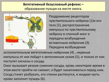 Соматический безусловный рефлекс отдергивания руки