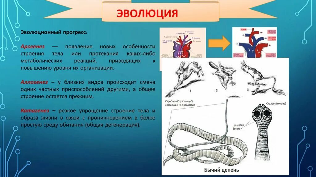Эволюция прогресс