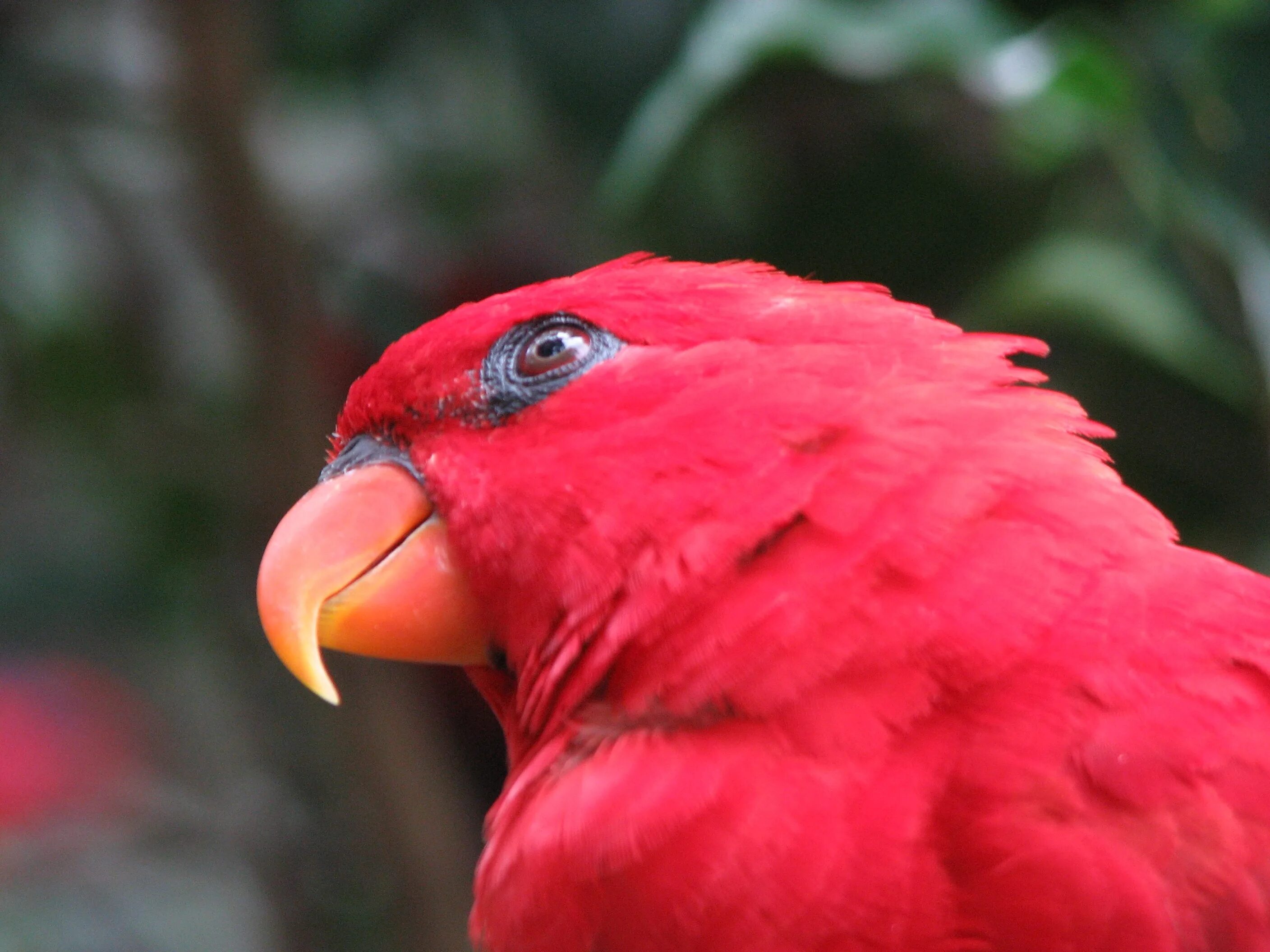 Red parrot