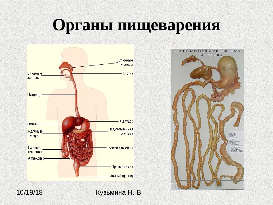 Строение пищеварительной системы человека 8 класс биология. Органы пищеварительной системы человека 8 класс биология. Система органов пищеварения 8 класс биология. Пищеварение в пищеварительной системе 8 класс биология. Биология 8 класс урок 7