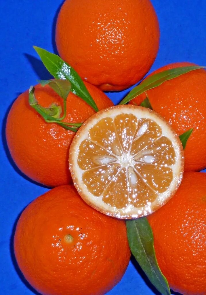 Померанец, бигардия, горький апельсин. Что такое померанец. Померанец горький. Померанец цитрусовые. Померанец цитрус.