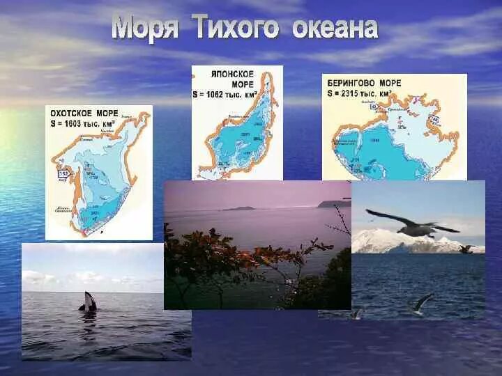 Моря омывающие Россию. Моря Тихого океана омывающие Россию. Моря омывающие берега России. Моря океаны рф