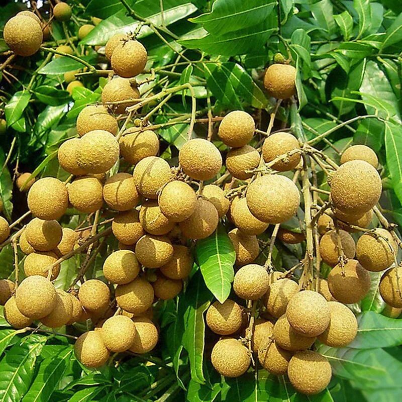 Китайские фрукты название. Лонган. Dimocarpus Longan. Лонган китайский. Лонган фрукт.