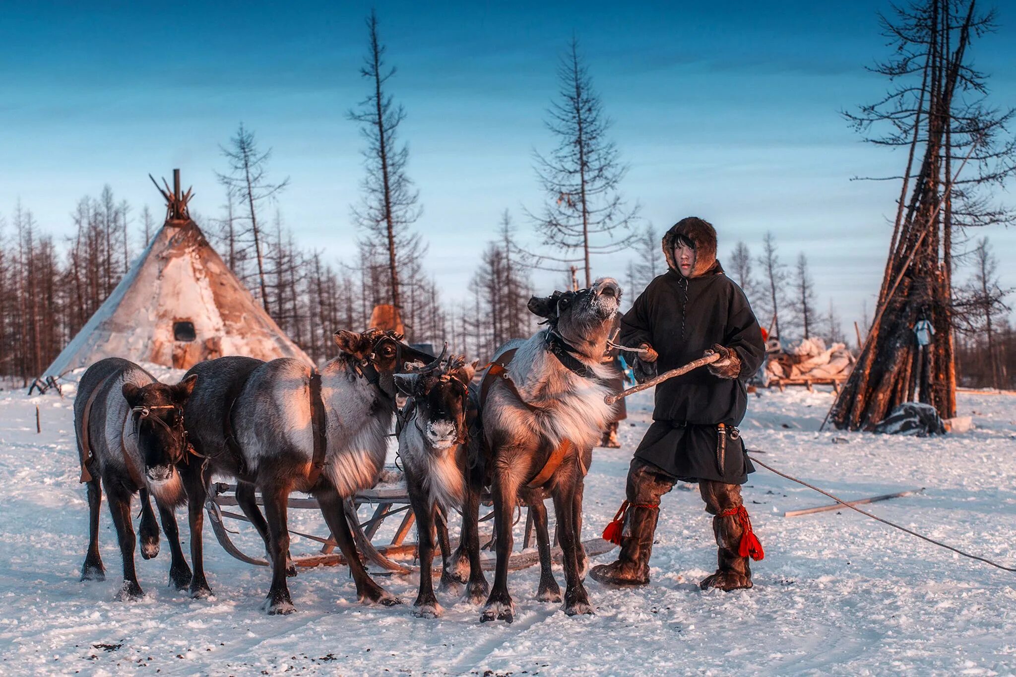 Ненцы-оленеводы кочевье. Рыболовство традиционное занятие. Народы россии оленеводство и рыболовство. Саамы оленеводство. Занятия населения.