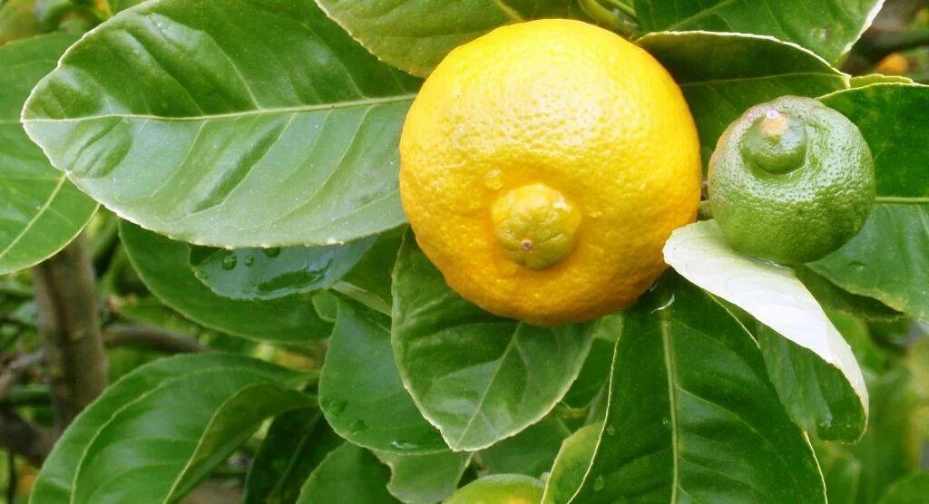 Лимон это овощ или ягода. Цитрус лиметта пурша. Лиметта сладкий лимон. Сладкий лимон (лиметта пурша). Лиметта Россо.