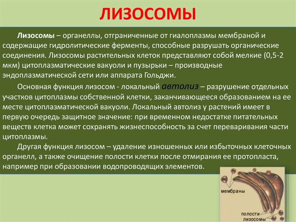 2 лизосомы содержат. Лизосомы содержат ферменты какие. Гидролитические ферменты лизосом. Содержит гидролитические ферменты.