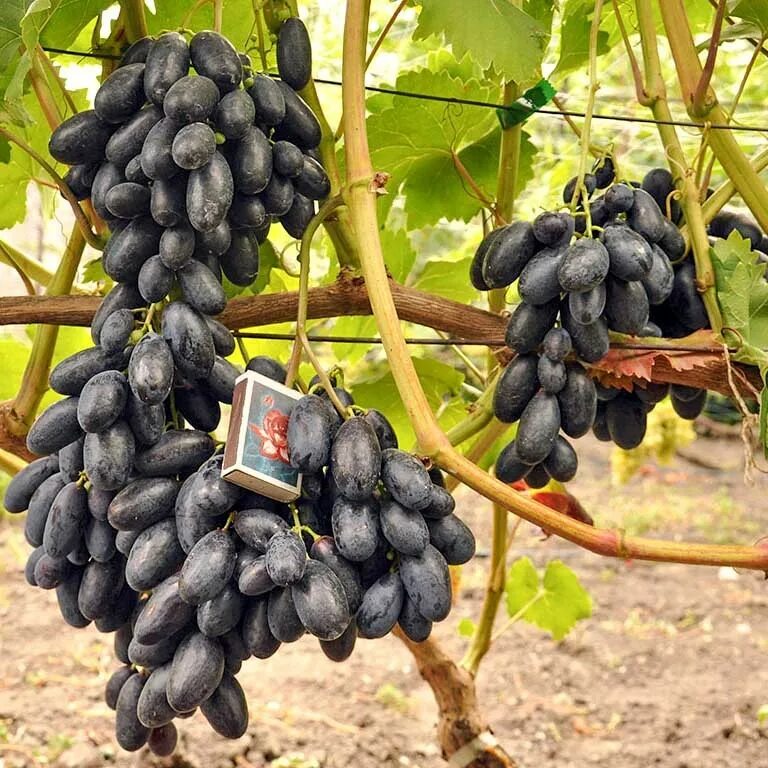 Саженцы винограда казань. Виноградник кулешовых липецк. Саженцы винограда казань. Саженцы винограда казань. Саженцы винограда казань.