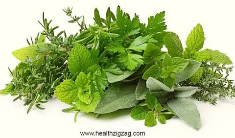 Plant herbs