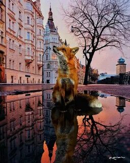 Лис город
