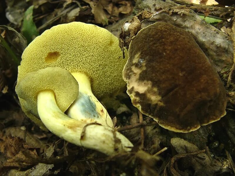 Трубчатый гриб 7. Xerocomus pruinatus. Моховик. Моховик бархатный. Моховик гриб.