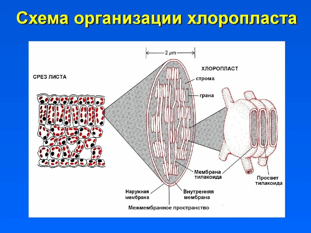Митохондрия микротрубочка хлоропласт. Тилакоиды хлоропластов схема. Схема строения хлоропласта. Схема строения хлоропласта и тилакоида. Строение хлоропласта и тилакоида.