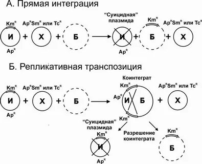 Транспозиция хромосом