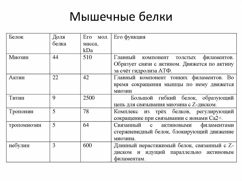 Функции мышечных белков. Мышечные белки. функции белков мышечной ткани. виды белков в мышечной ткани. функции белков в мышцах.