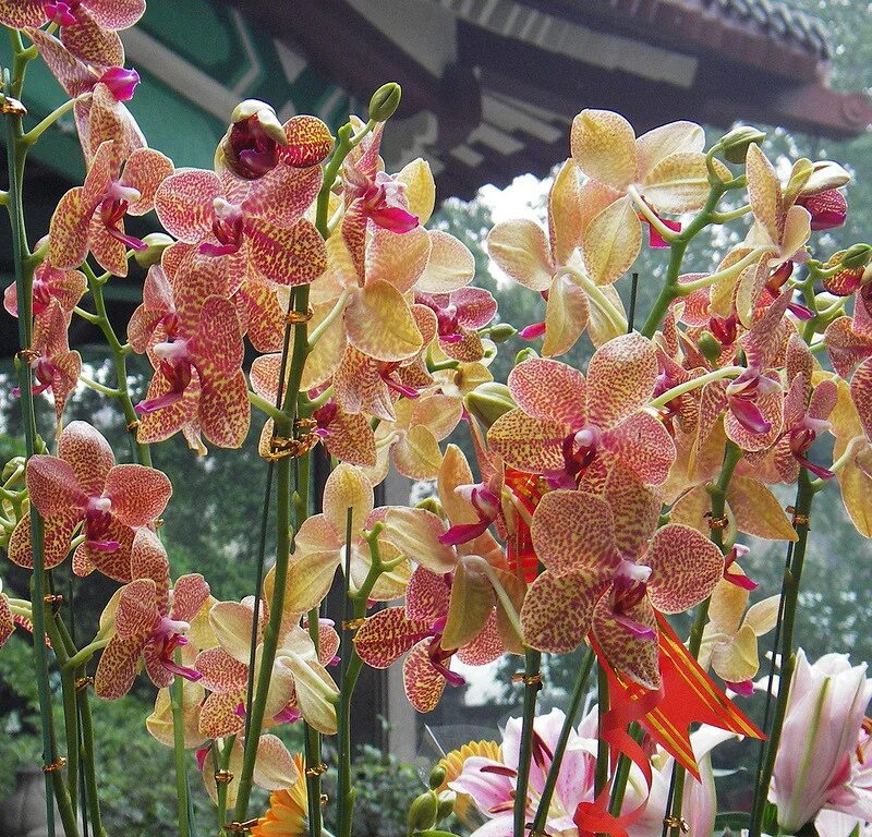 Pin by Elizabeth Cuevas RV on Decoración Chinese new year flower, Flower arrange