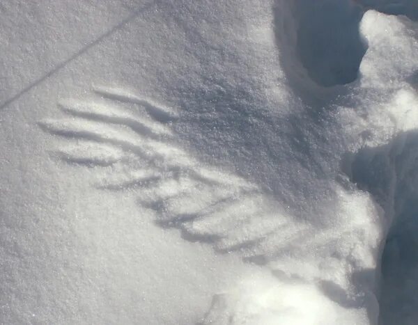 Летопись зимы. С последним февральским вечером. Летопись зимы. Летопись зимы. «ведическая русь» всеволода борисовича иванова,.