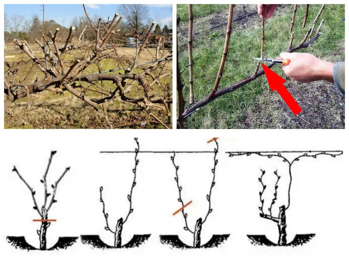 Обрезка винограда весной для начинающих как обрезать. Обрезка куста винограда. Обрезать виноград весной. Осенняя обрезка винограда. Обрезка винограда осенью для начинающих.