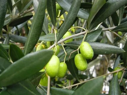 Olea europaea fruit extract
