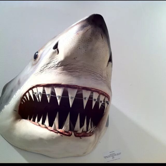 Breaching Shark teeth, Shark, Shark jaws