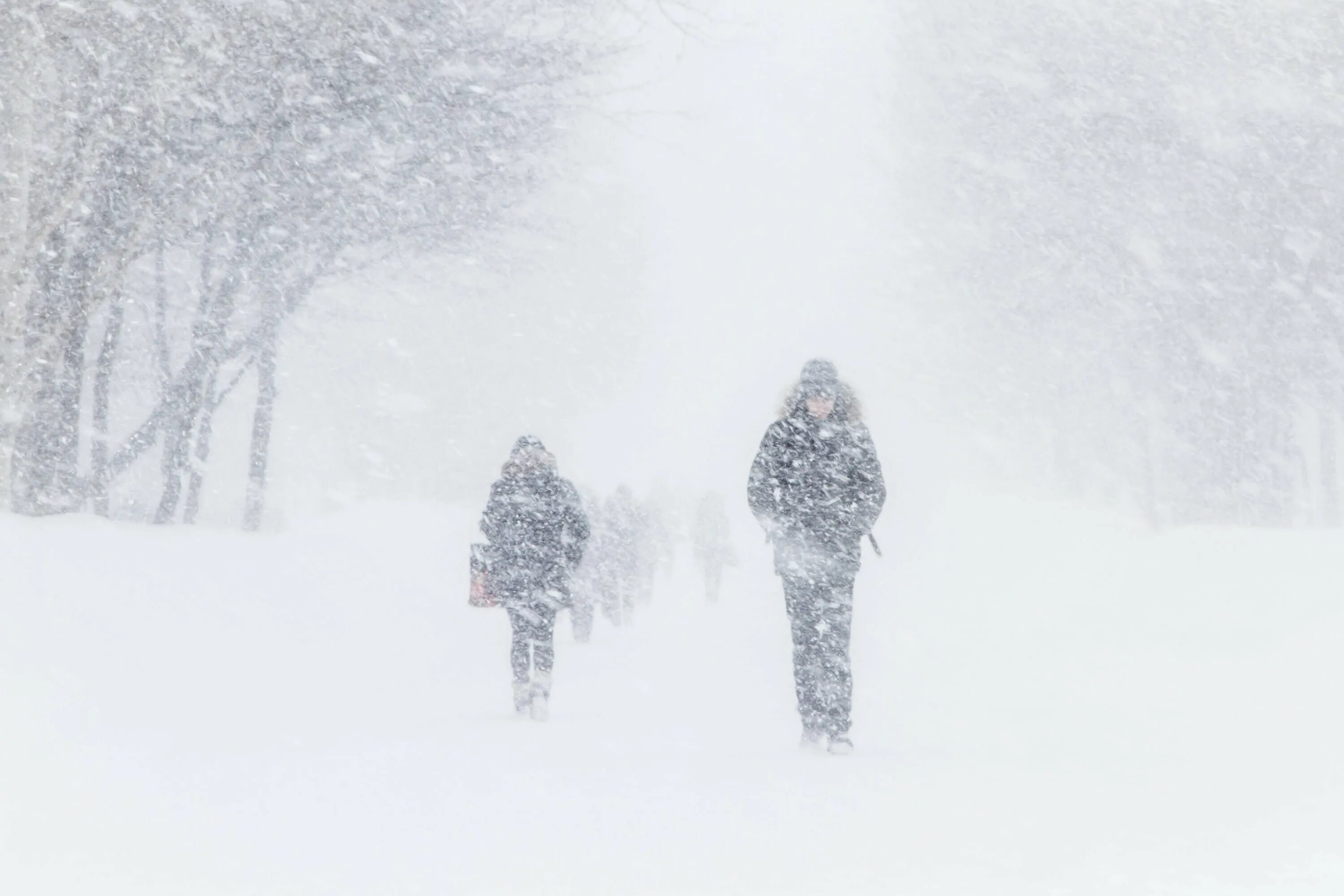 Снег метель. Сильный снег. Снегопад метель. Метель снегопад картинки. Снег метель.