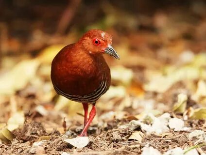 Red legged