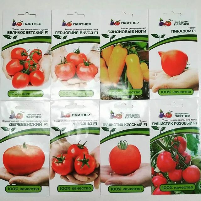 Томат долговязая салли. Томат долговязая салли характеристика и описание сорта. Томат долговязая салли. Томат долговязая салли характеристика и описание сорта. Томат долговязая салли характеристика и описание сорта.