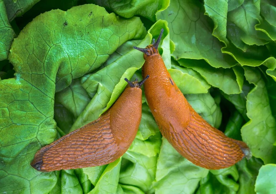 слизень моллюск. огородный (садовый) слизень. слизень на участке. слизняк улитка. слизень огородный.