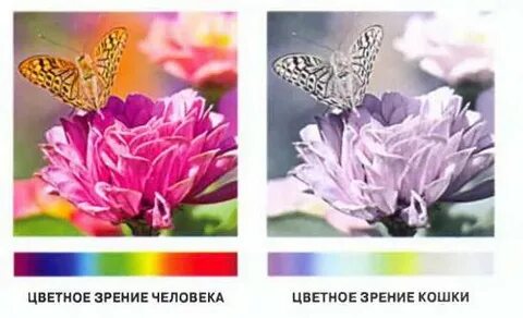 Вижу больше цветов чем другие