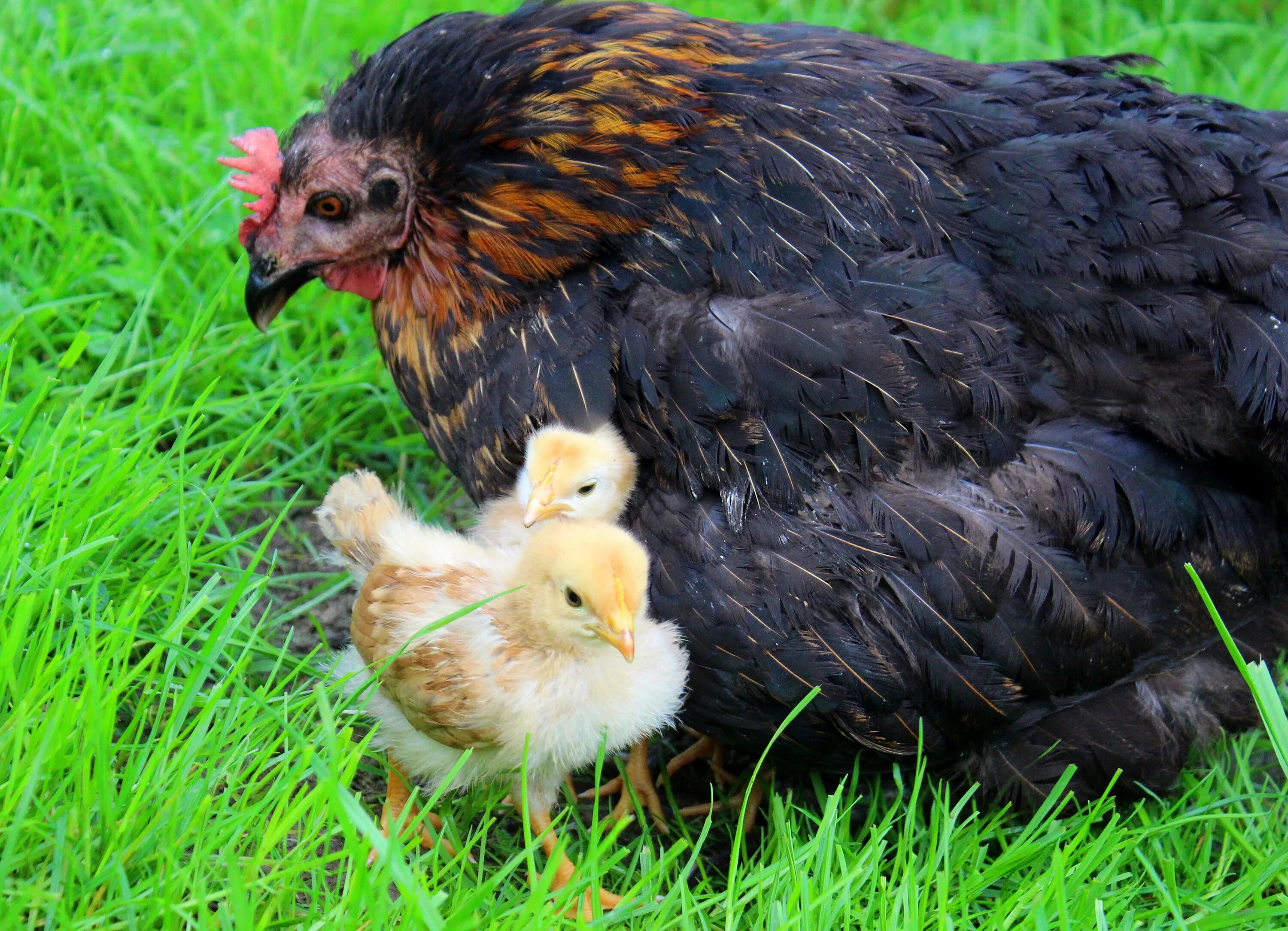 Chick s. Куры кохинхин наседки. Курочка наседка с цыплятами. Курочканасетка с цыплятамим. Курица наседка Квочка.