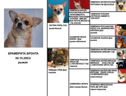 Клички для собак девочек чихуахуа красивые
