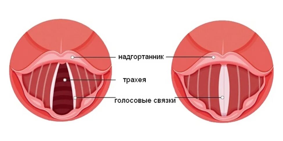 Строение голосовых связок. Ложные голосовые связки.