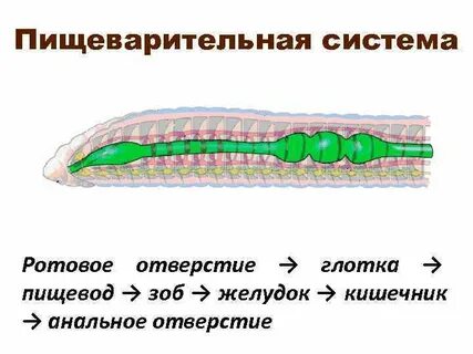 Зоб у червей